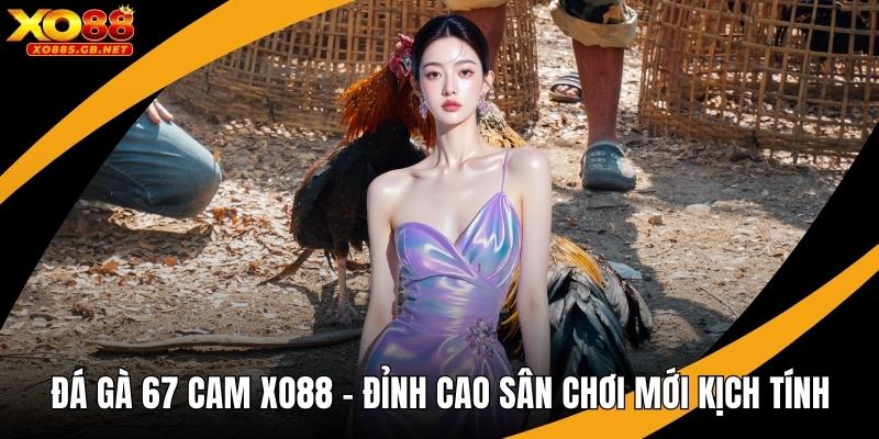 Đá Gà 67 Cam Xo88 - Đỉnh Cao Sân Chơi Mới Kịch Tính