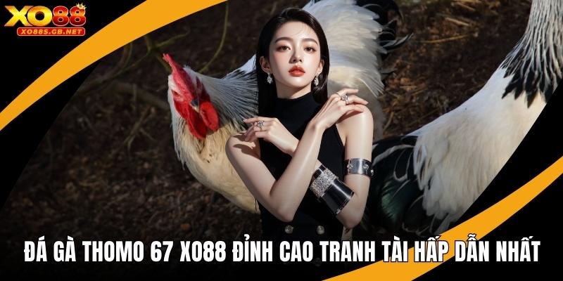 Đá Gà Thomo 67 Xo88 Đỉnh Cao Tranh Tài Hấp Dẫn Nhất