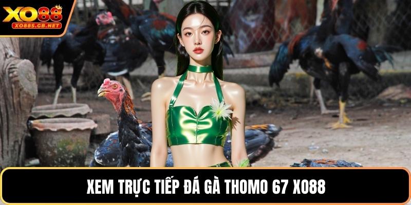 Xem trực tiếp đá gà thomo 67 Xo88